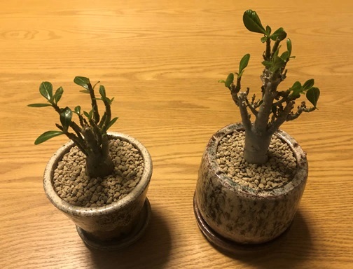 植物のある暮らし