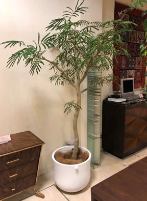 お部屋のインテリとして観葉植物のある暮らしを