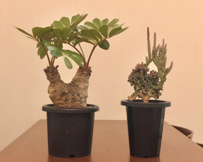 観葉植物新入荷 新しい観葉植物が入荷しました 広島のインテリアショップ 栗田家具 ソファ専門店 家具修理