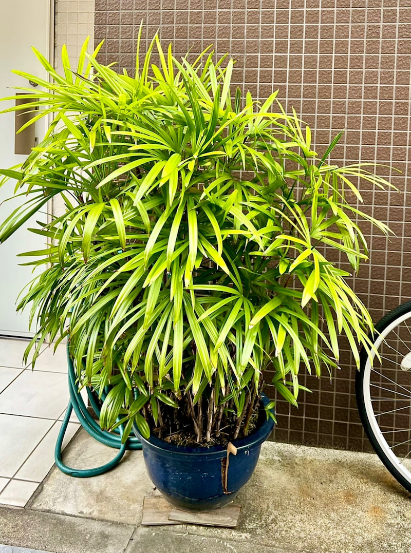 観葉植物用鉢のやり替え